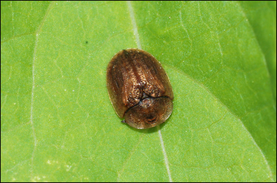 Probabile Hypocassida subferruginea